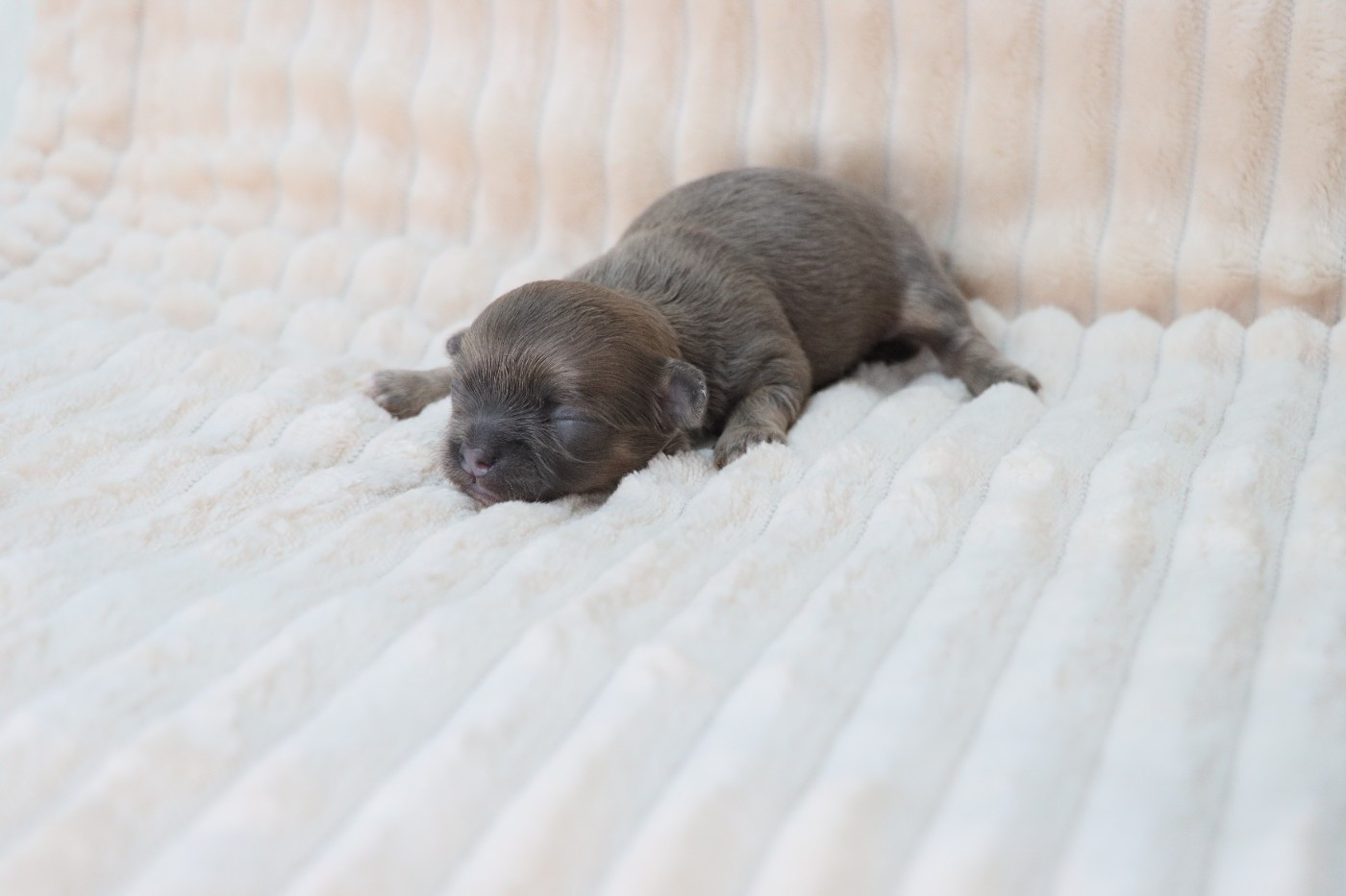 de la grande equinoxe - Chiots disponibles - Chihuahua