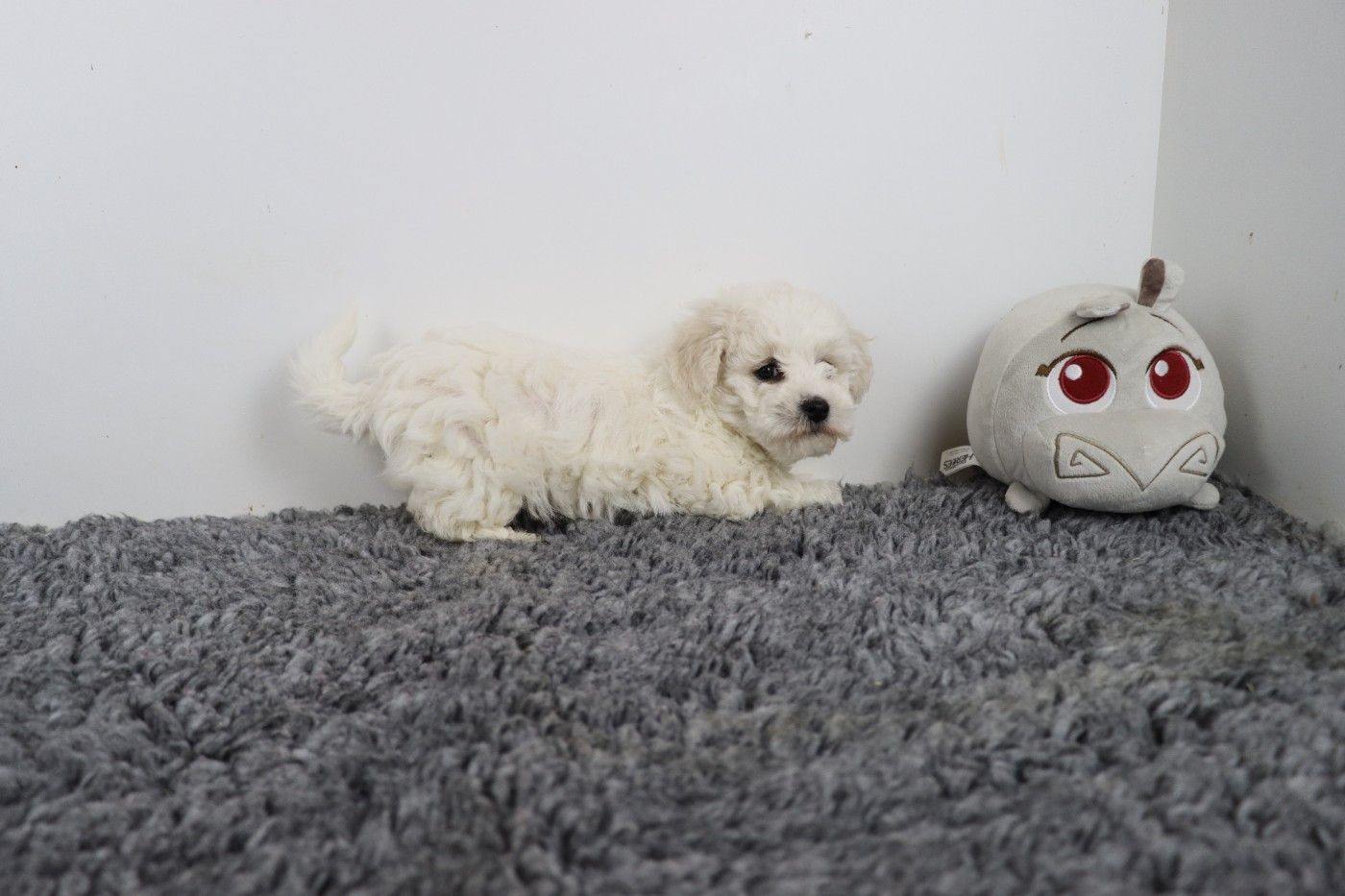 de la grande equinoxe - Chiots disponibles - Bichon Frise