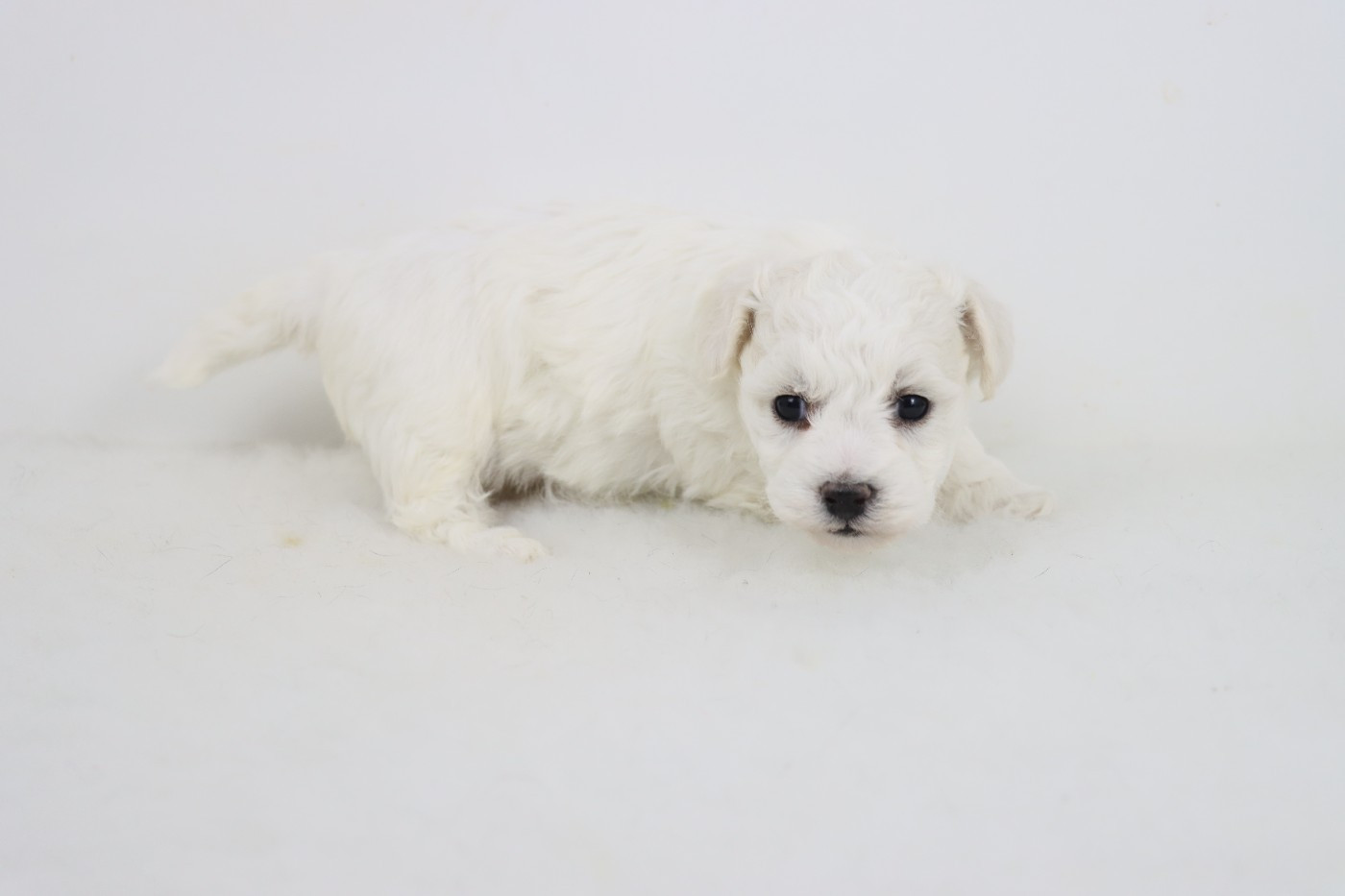 de la grande equinoxe - Chiots disponibles - Bichon Frise