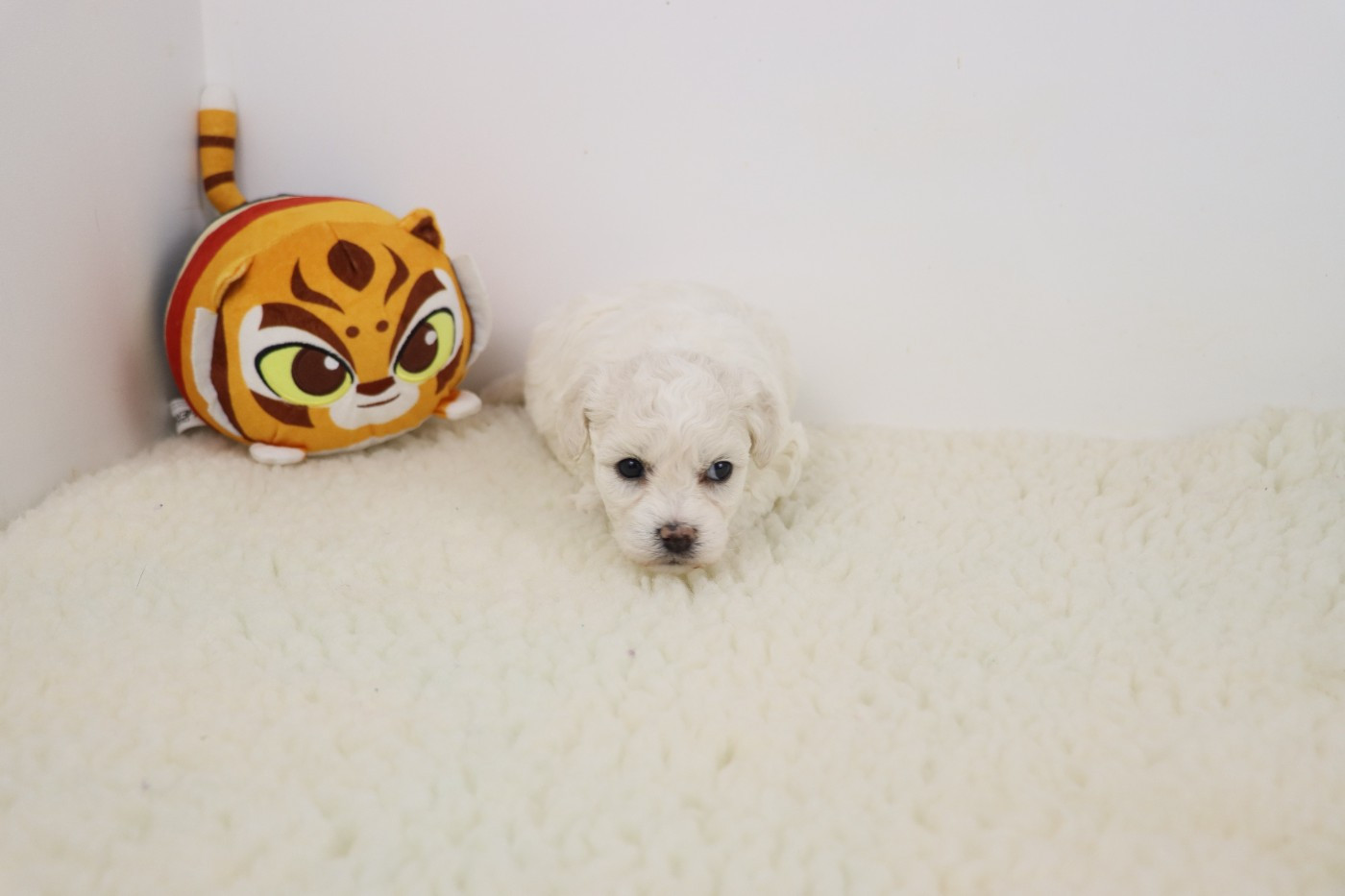de la grande equinoxe - Chiots disponibles - Bichon Frise