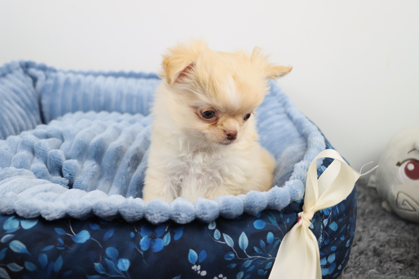 de la grande equinoxe - Chiots disponibles - Chihuahua