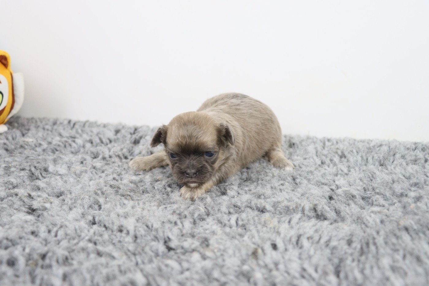 de la grande equinoxe - Chiots disponibles - Chihuahua