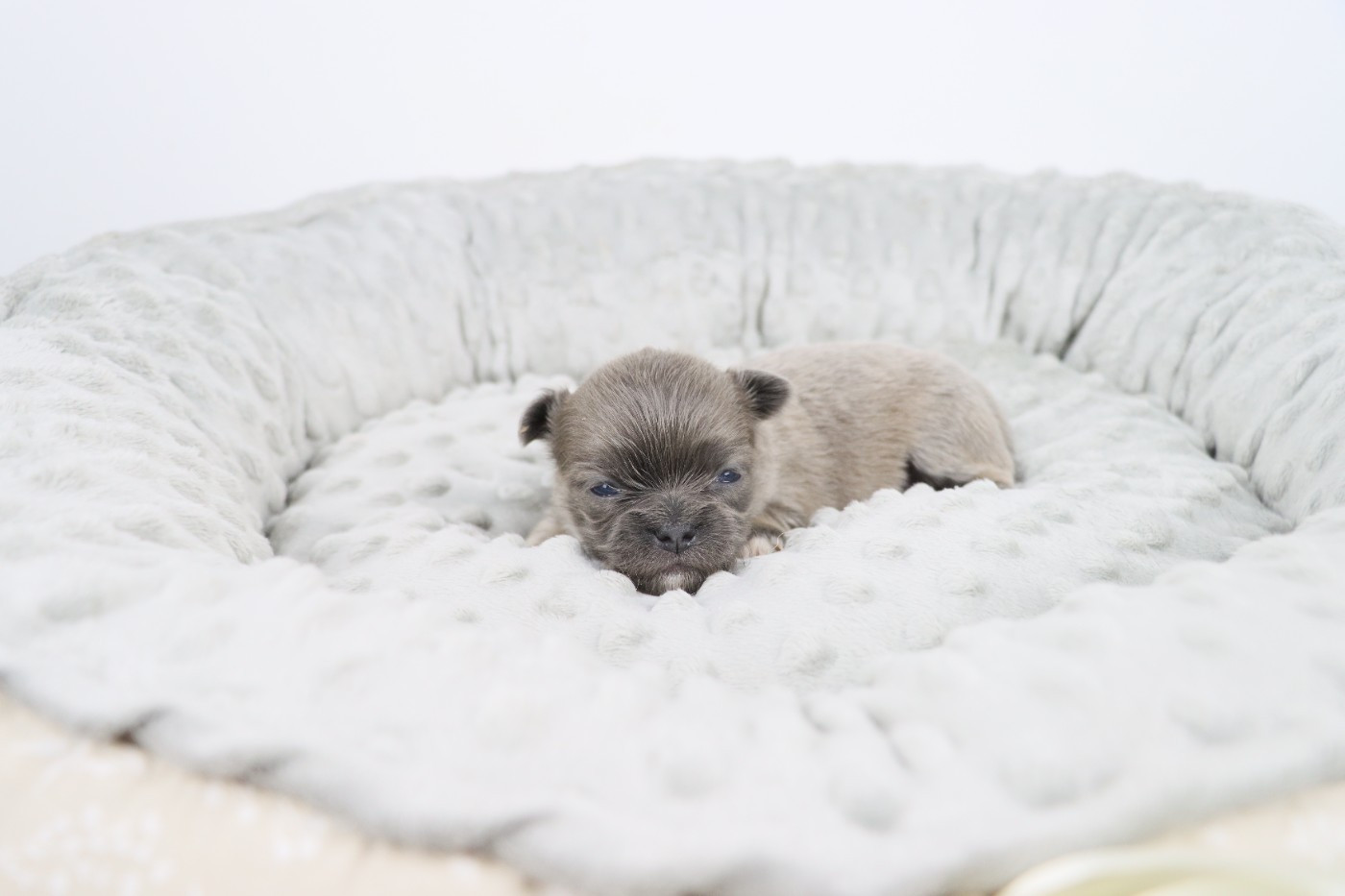 de la grande equinoxe - Chiots disponibles - Chihuahua