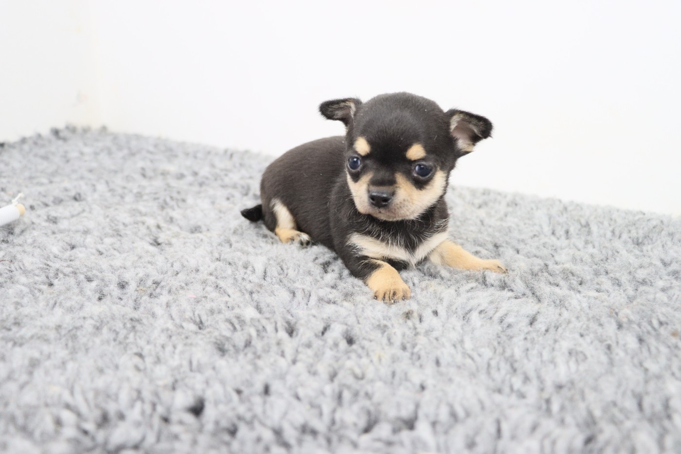 de la grande equinoxe - Chiots disponibles - Chihuahua