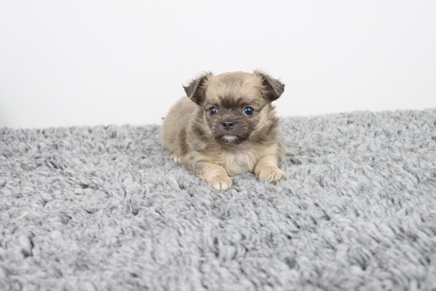 de la grande equinoxe - Chiots disponibles - Chihuahua