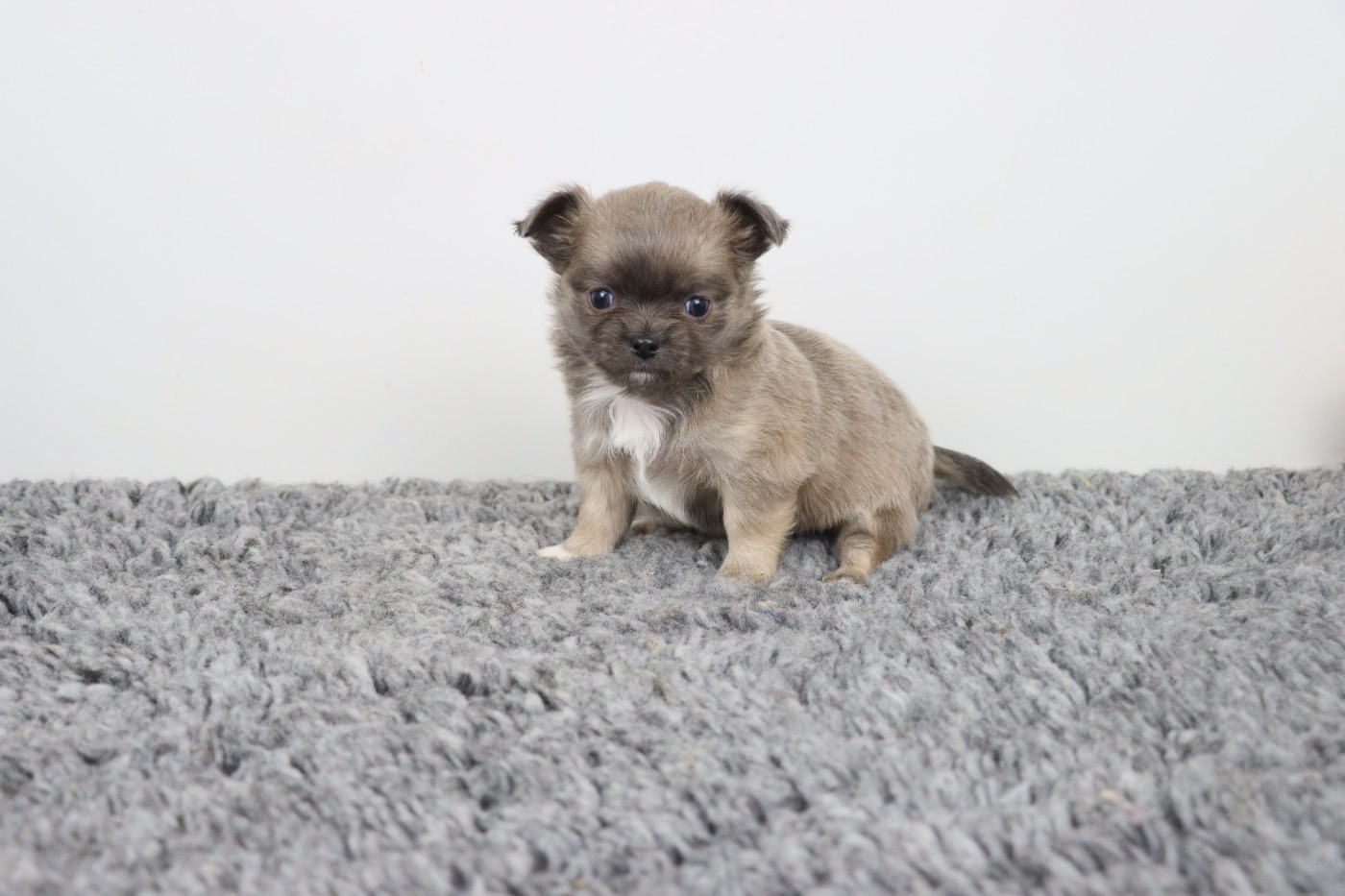 de la grande equinoxe - Chiots disponibles - Chihuahua
