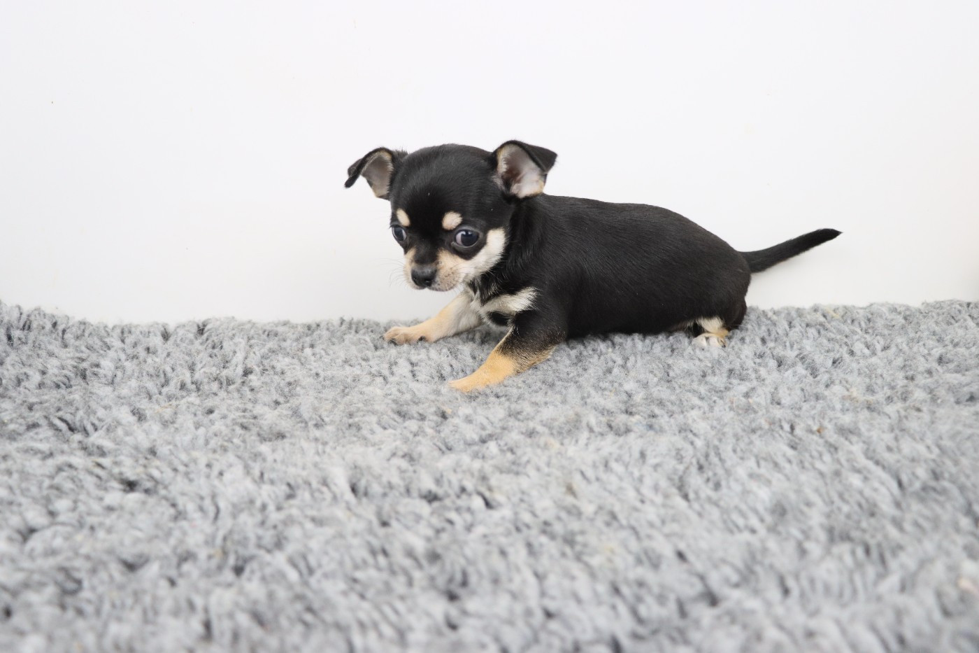 de la grande equinoxe - Chiots disponibles - Chihuahua