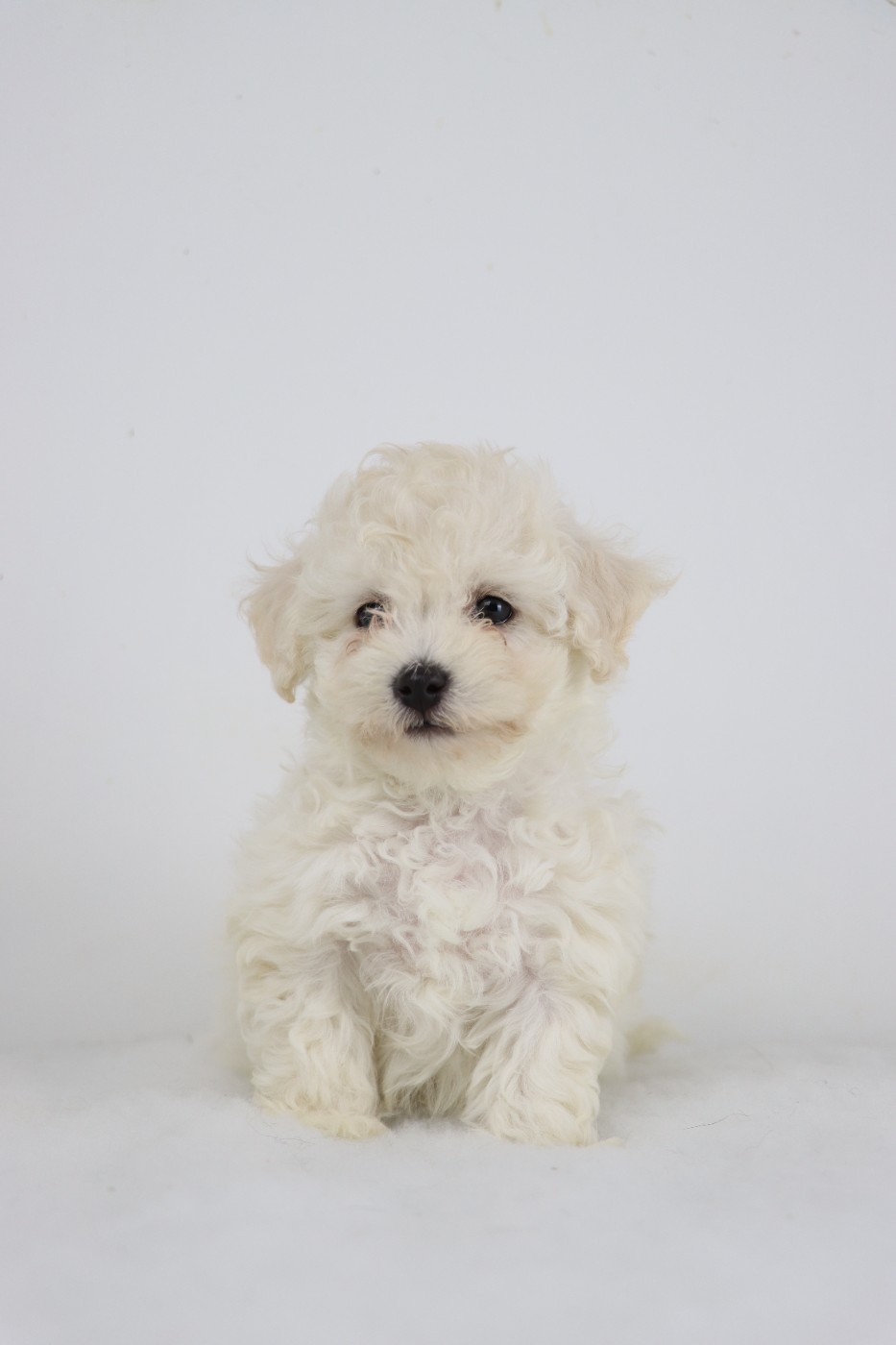 de la grande equinoxe - Chiots disponibles - Bichon Frise
