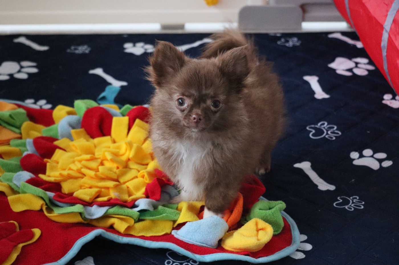 de la grande equinoxe - Chiots disponibles - Chihuahua