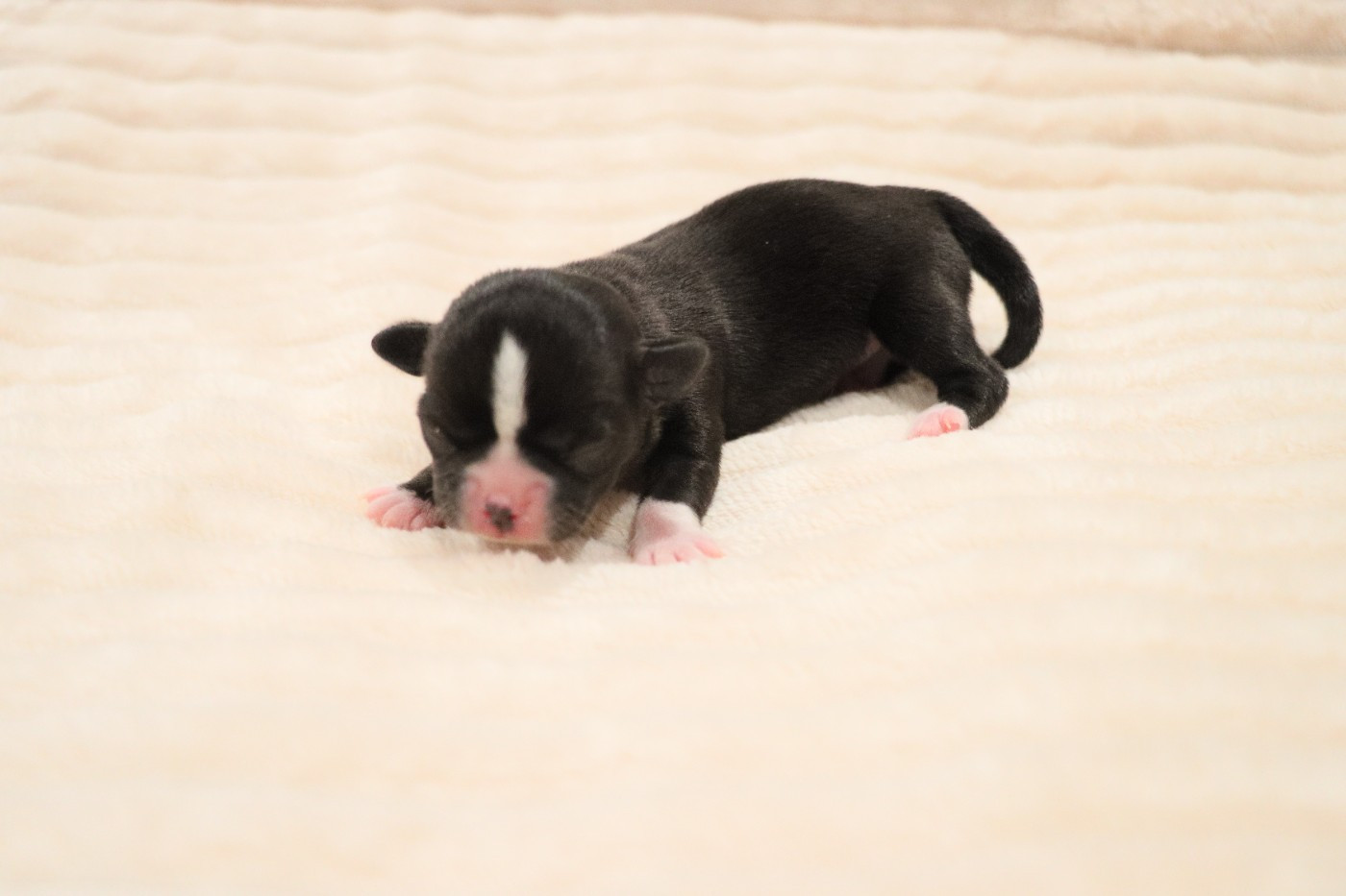 de la grande equinoxe - Chiots disponibles - Chihuahua