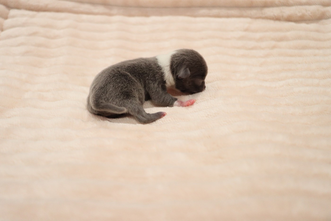 de la grande equinoxe - Chiots disponibles - Chihuahua