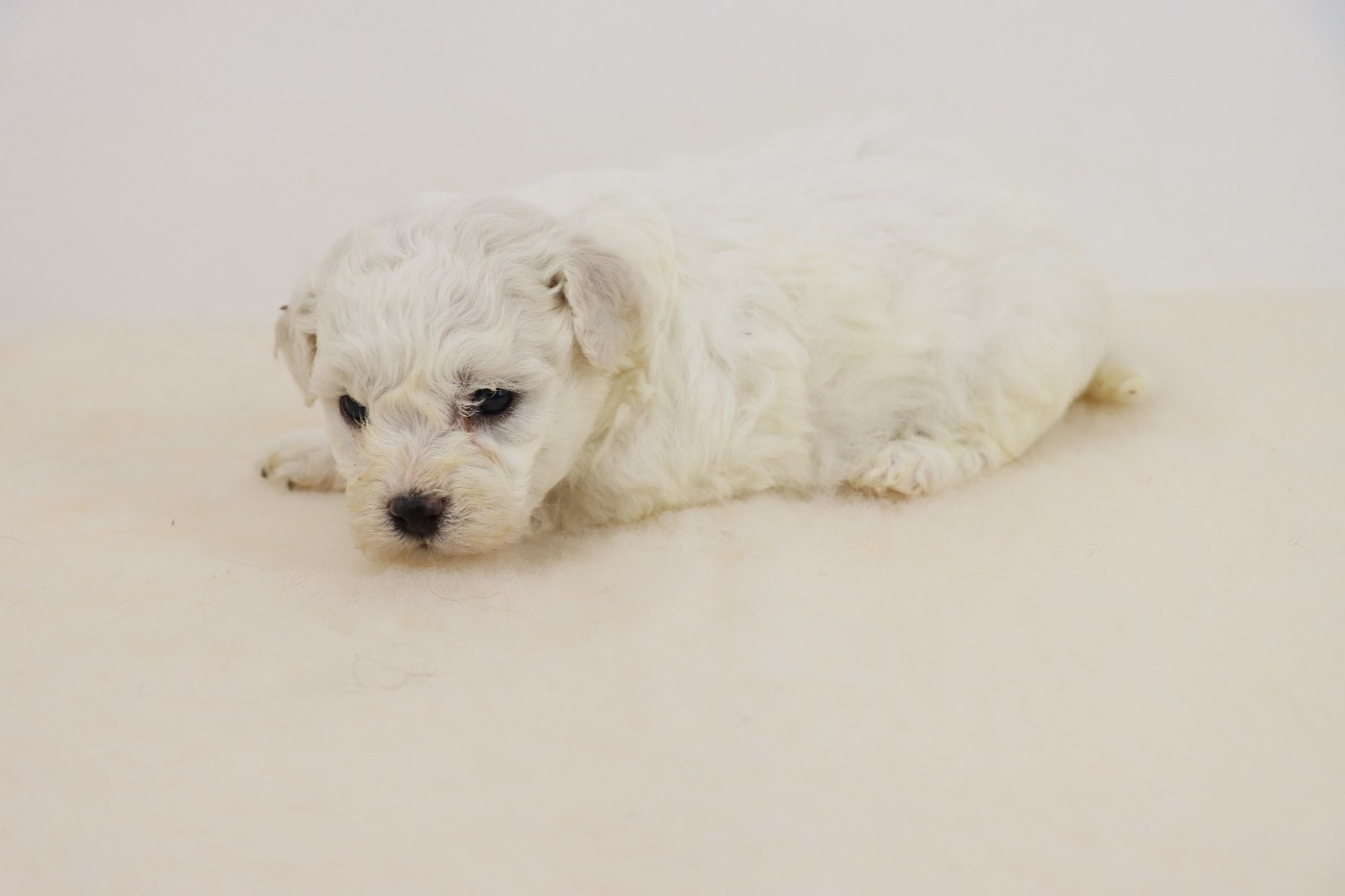 de la grande equinoxe - Chiots disponibles - Bichon Frise