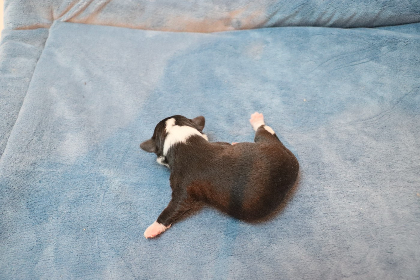 de la grande equinoxe - Chiots disponibles - Chihuahua