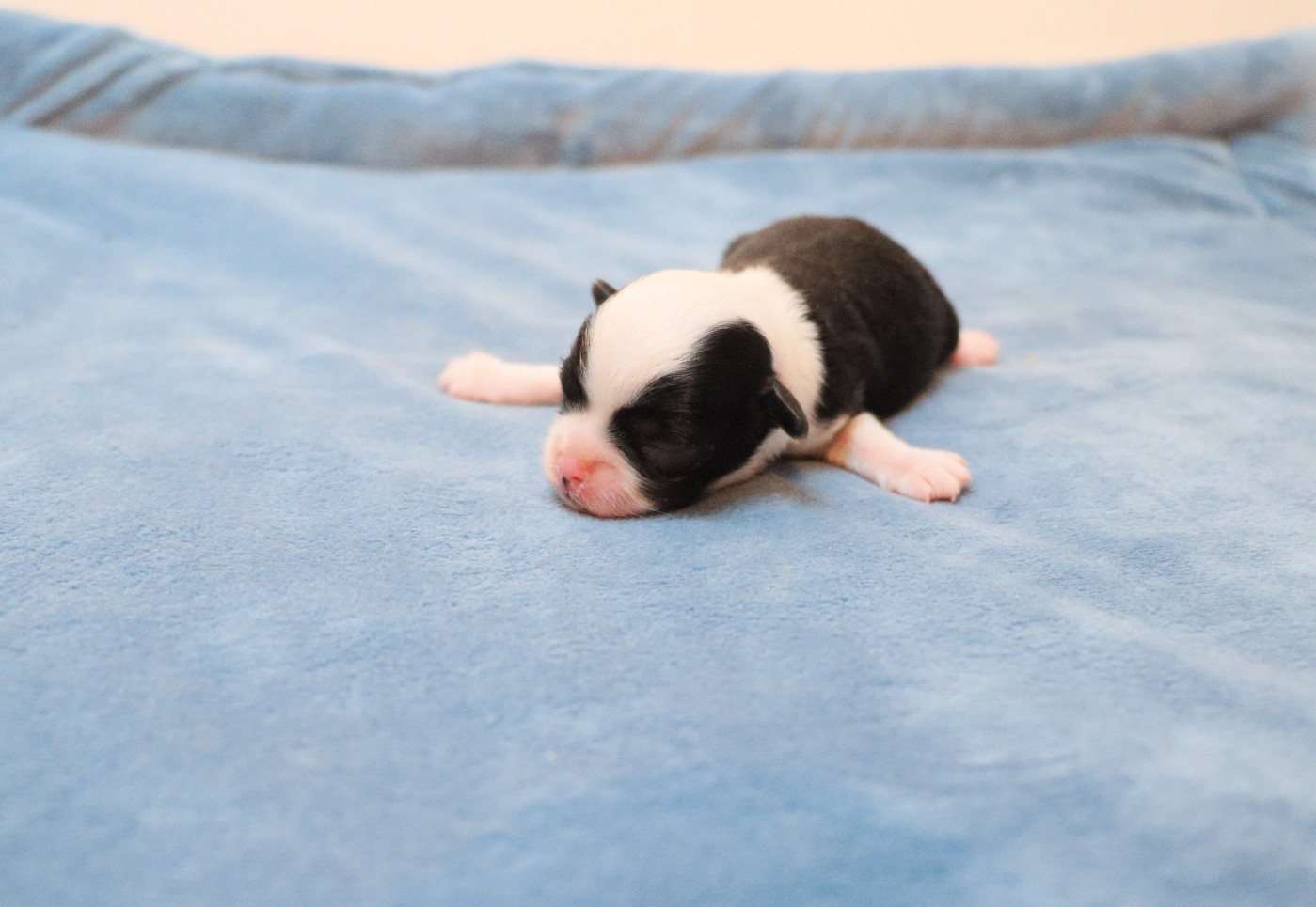 de la grande equinoxe - Chiots disponibles - Chihuahua