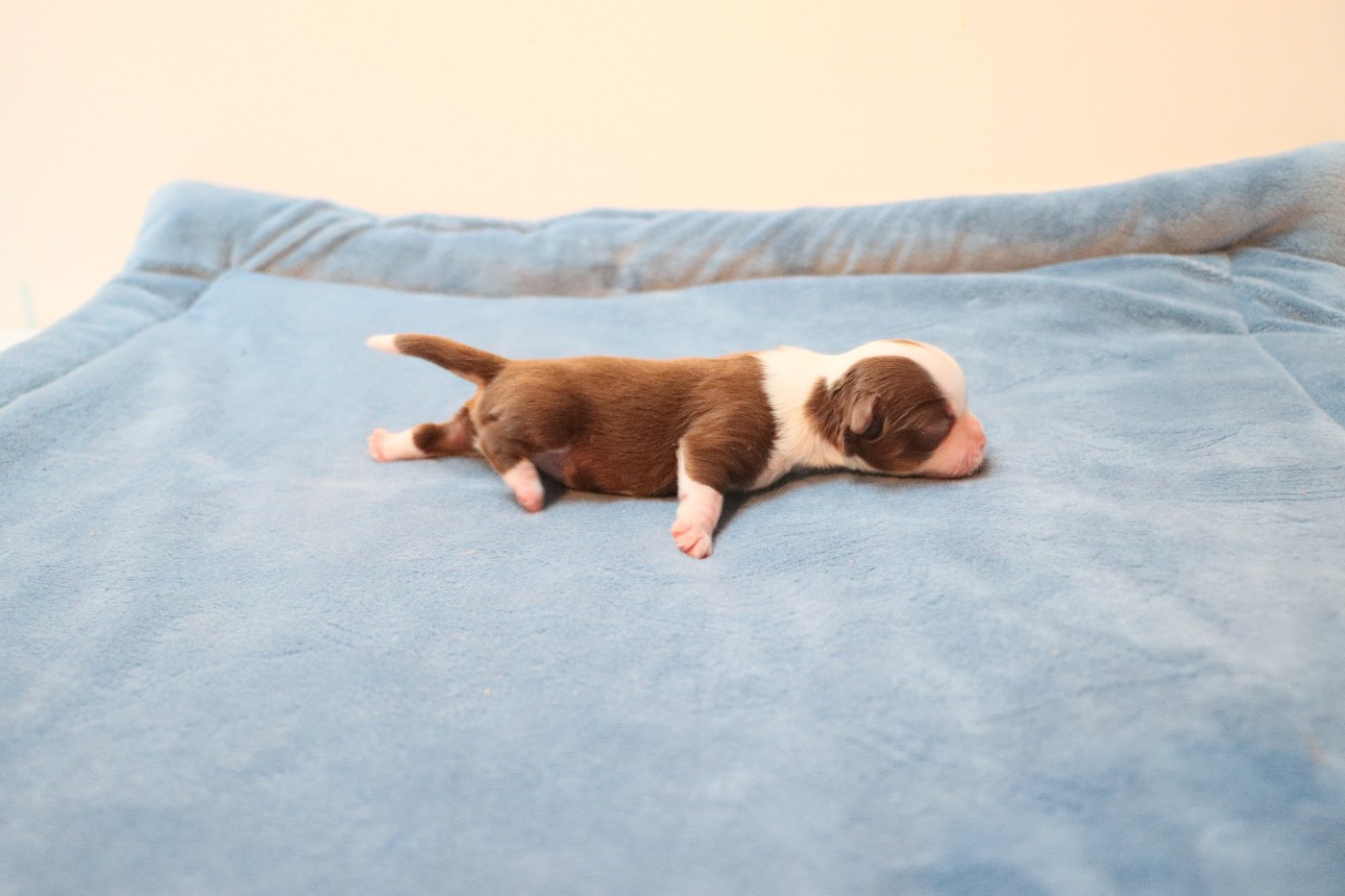 de la grande equinoxe - Chiots disponibles - Chihuahua