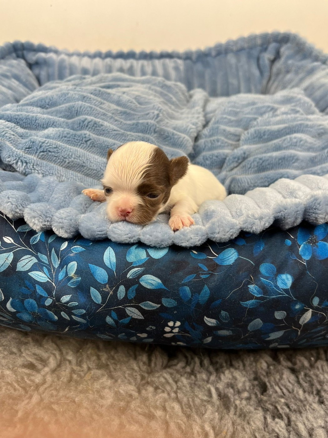 de la grande equinoxe - Chiots disponibles - Chihuahua