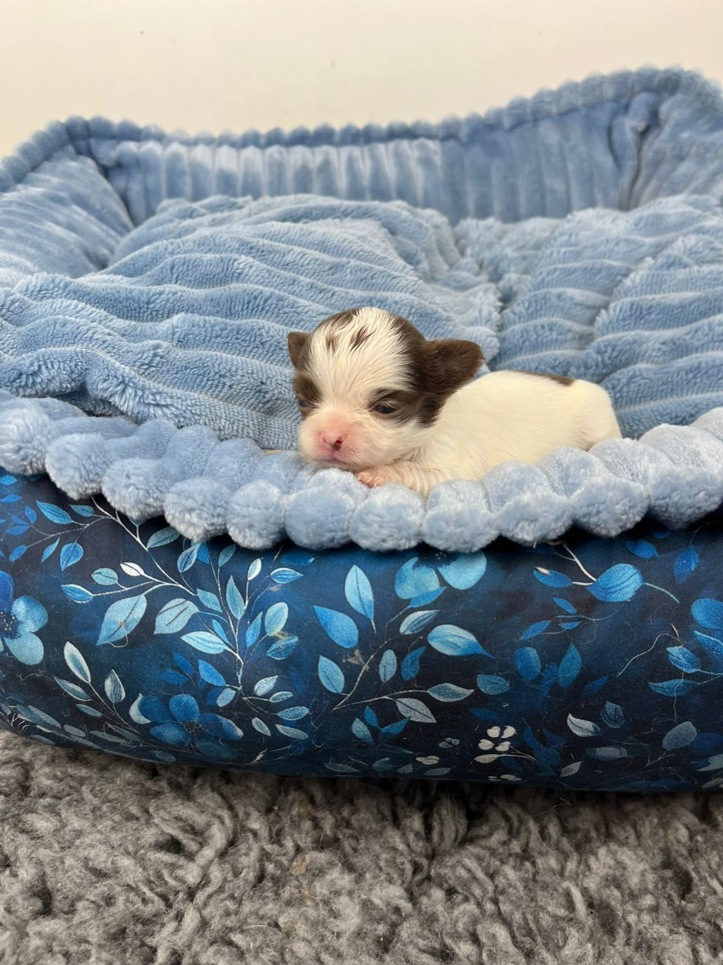 de la grande equinoxe - Chiots disponibles - Chihuahua