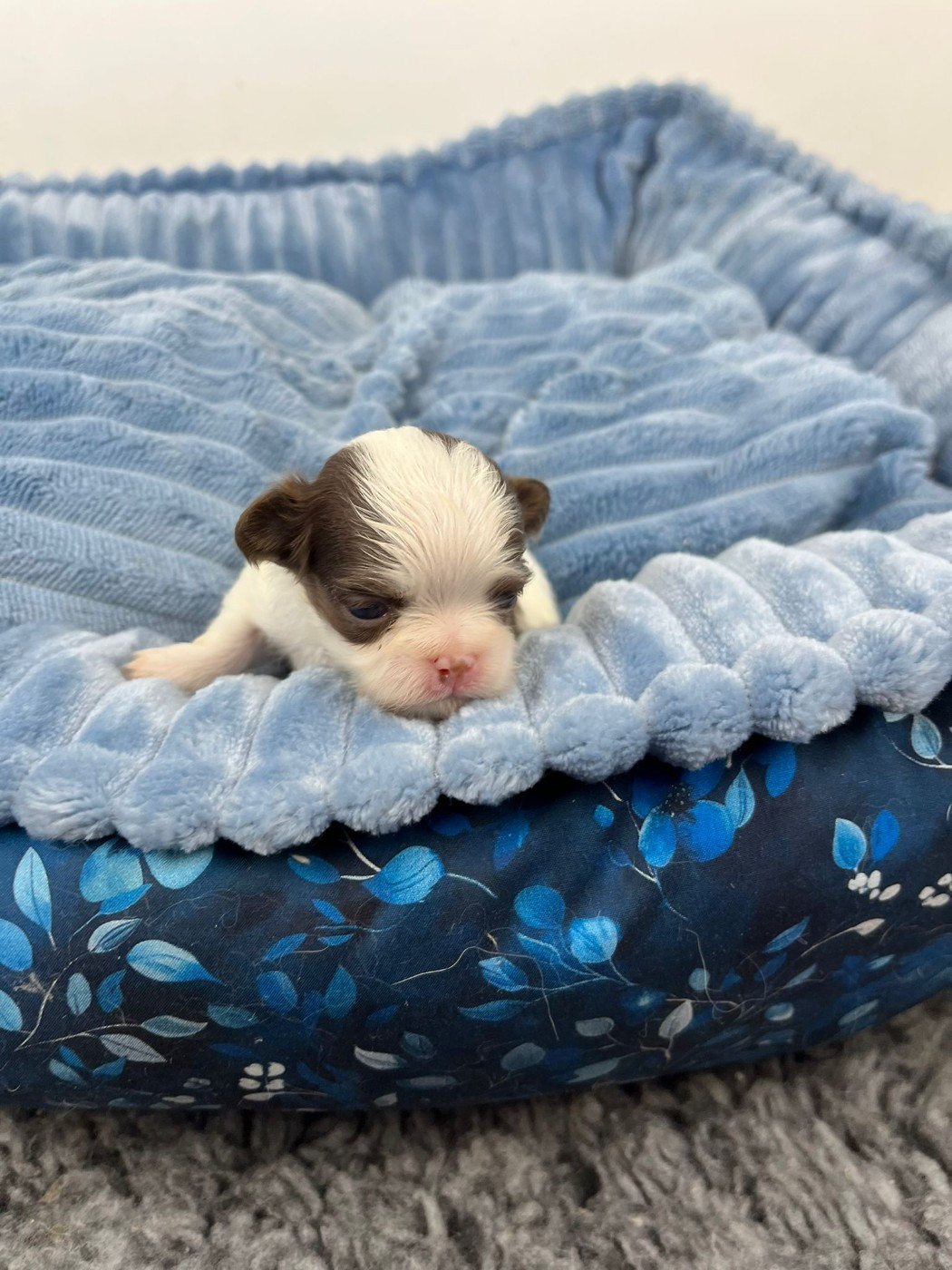 de la grande equinoxe - Chiots disponibles - Chihuahua