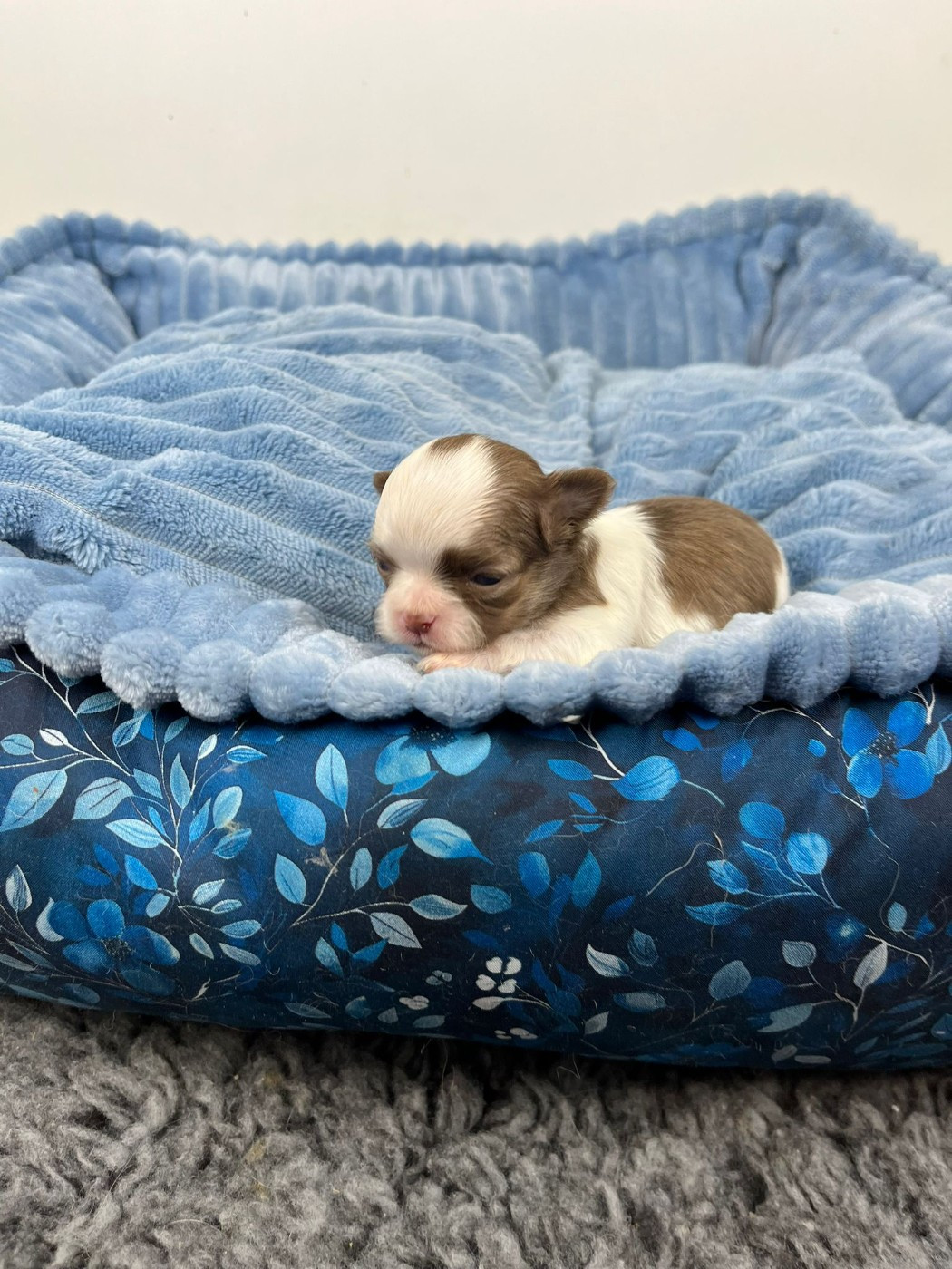 de la grande equinoxe - Chiots disponibles - Chihuahua