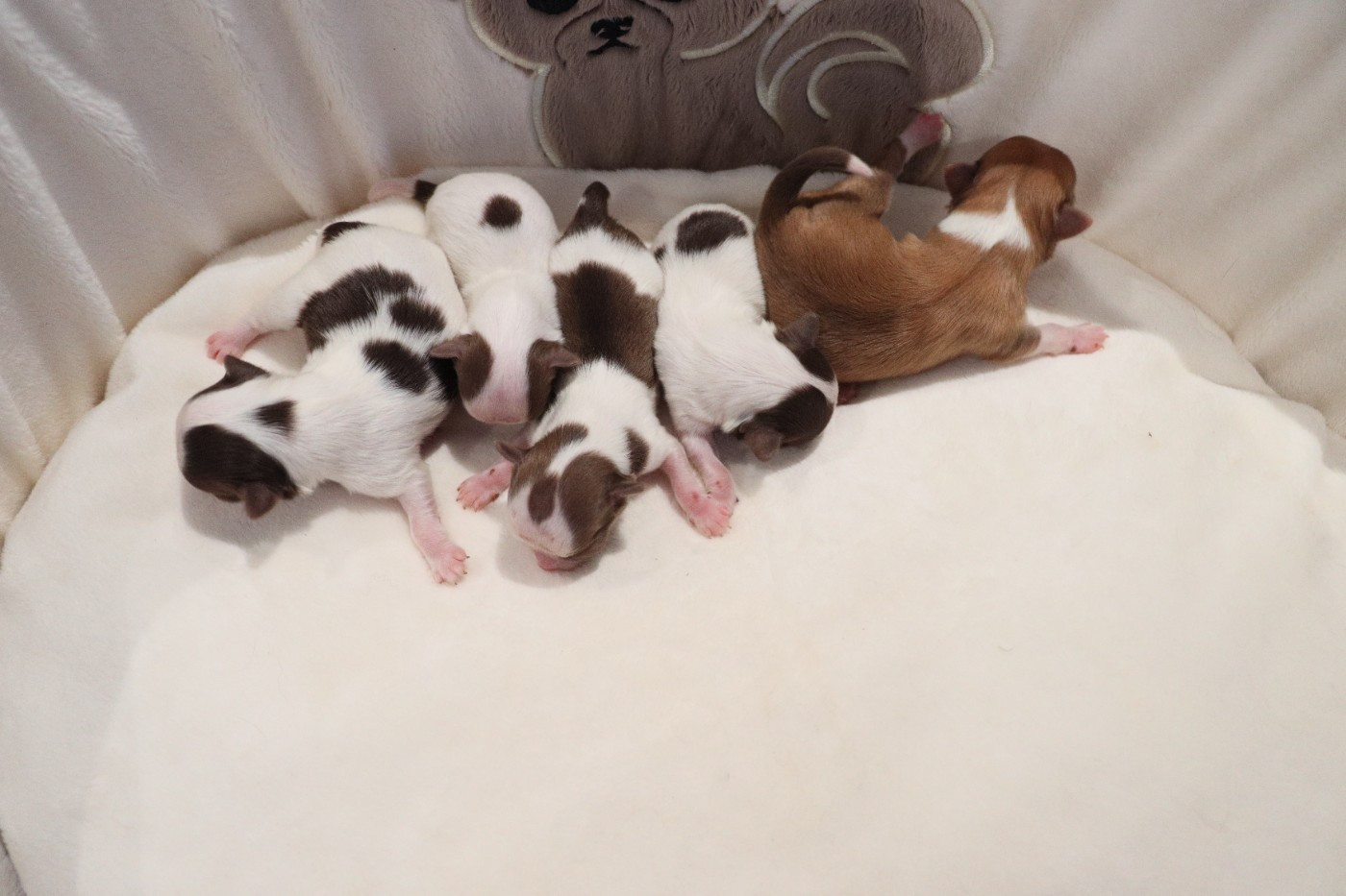 de la grande equinoxe - Chihuahua - Portée née le 28/02/2026