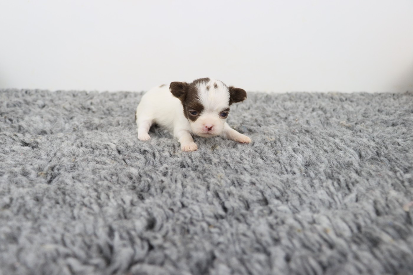 de la grande equinoxe - Chiots disponibles - Chihuahua