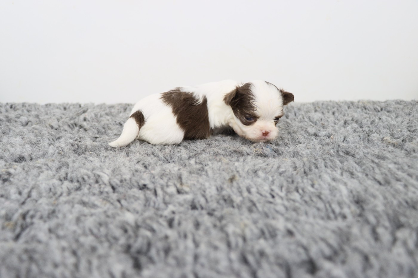 de la grande equinoxe - Chiots disponibles - Chihuahua