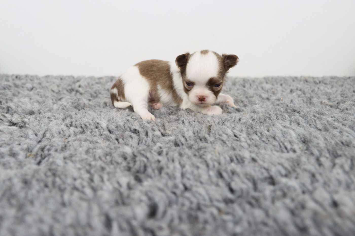 de la grande equinoxe - Chiots disponibles - Chihuahua