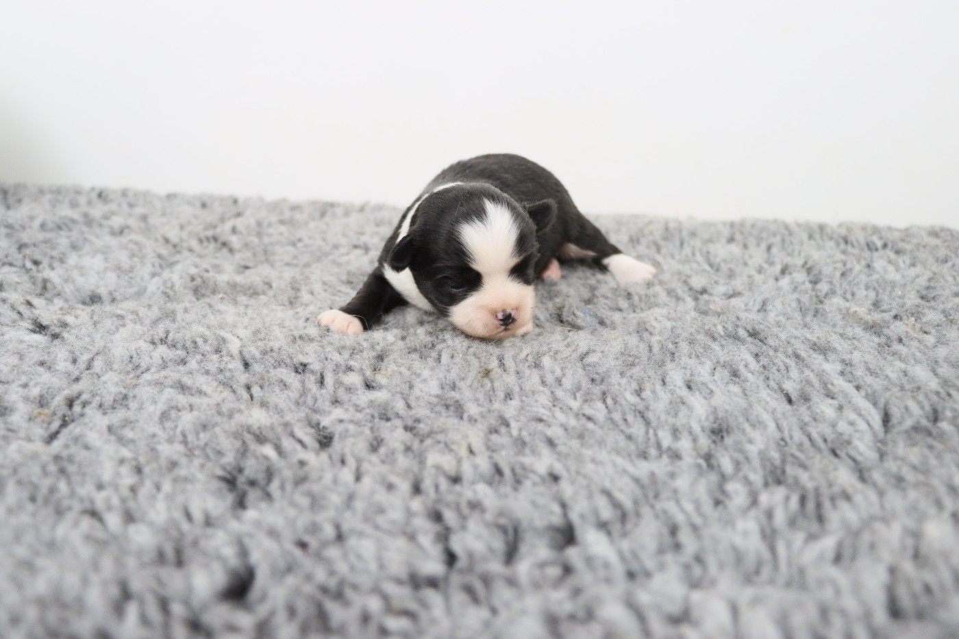 de la grande equinoxe - Chiots disponibles - Chihuahua