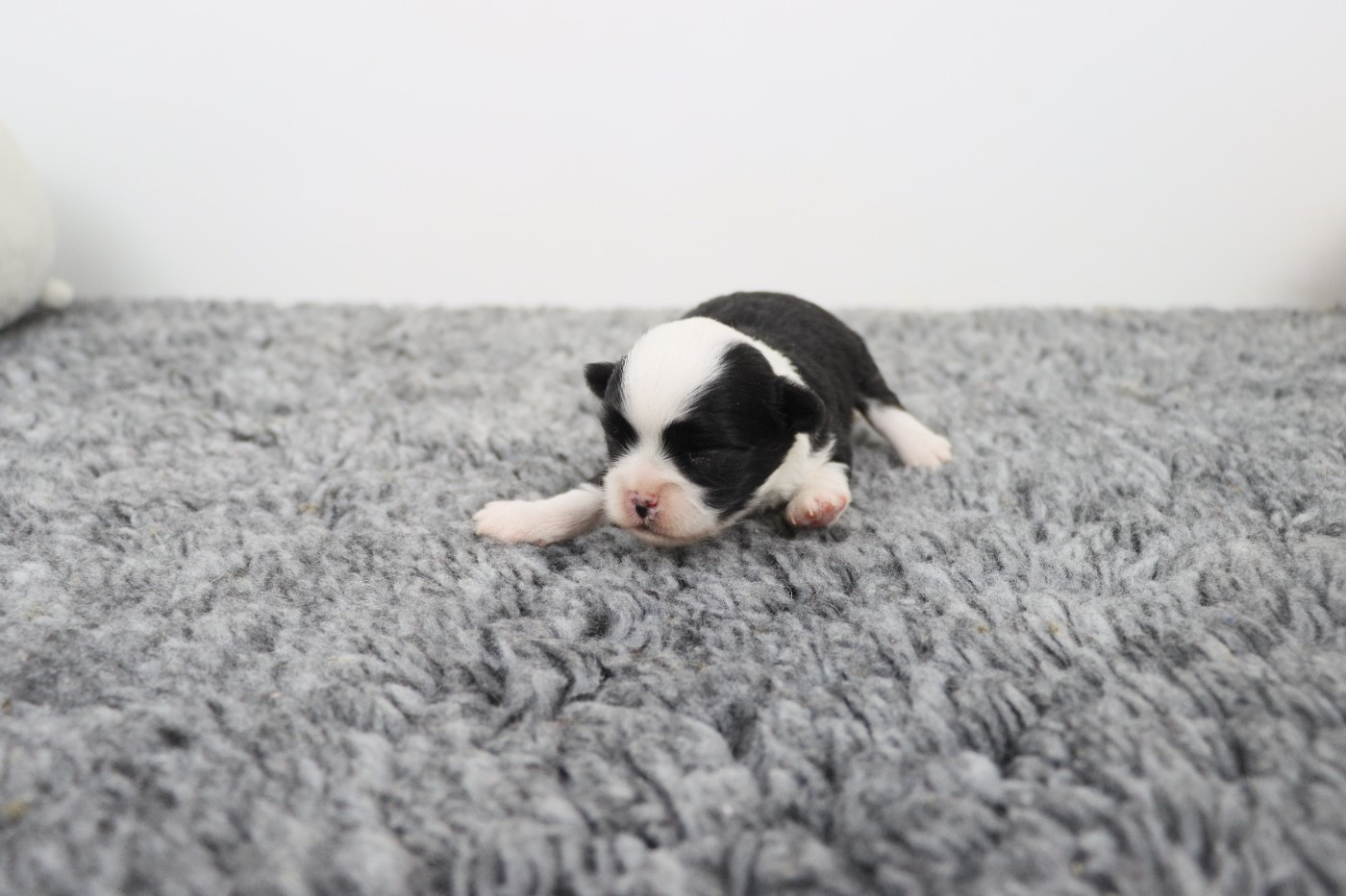 de la grande equinoxe - Chiots disponibles - Chihuahua