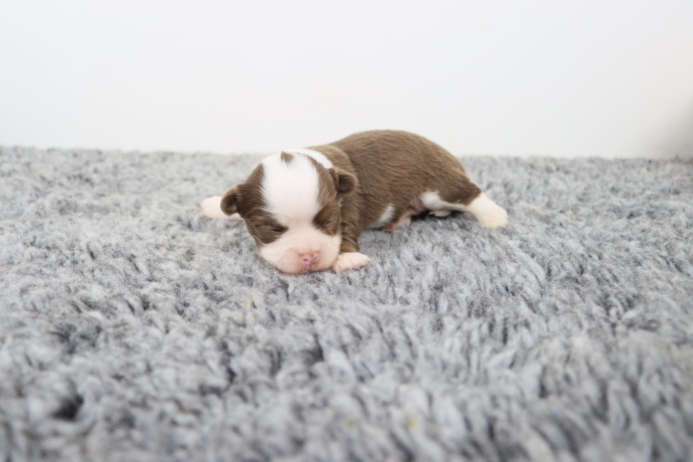 de la grande equinoxe - Chiots disponibles - Chihuahua