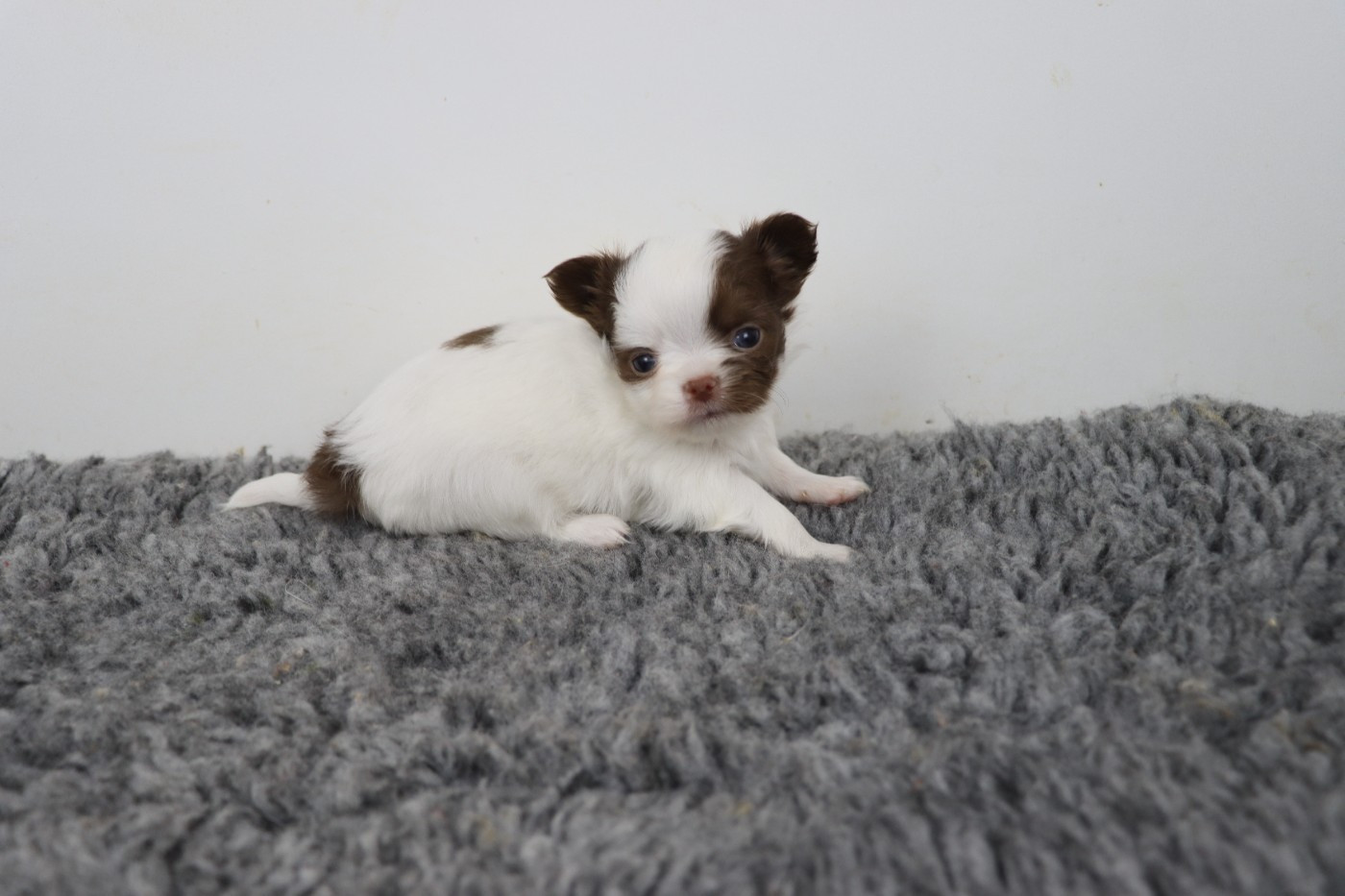 de la grande equinoxe - Chiots disponibles - Chihuahua