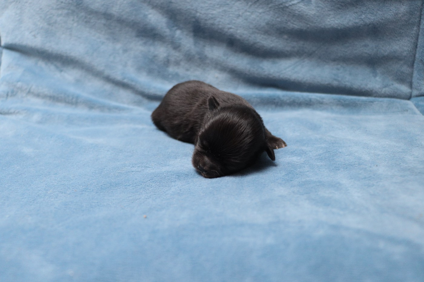 de la grande equinoxe - Chiots disponibles - Chihuahua