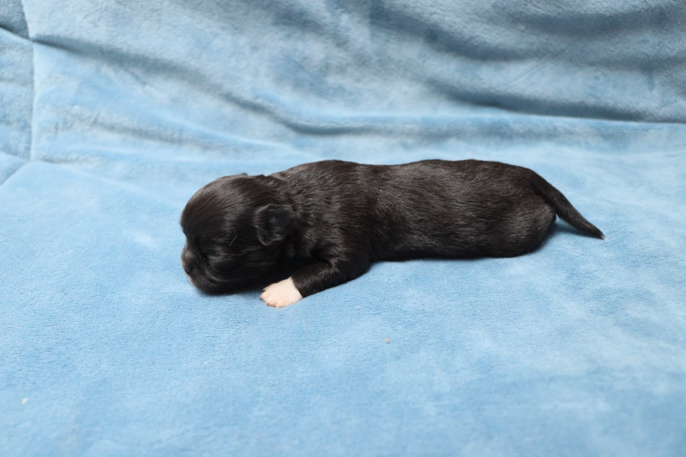 de la grande equinoxe - Chiots disponibles - Chihuahua