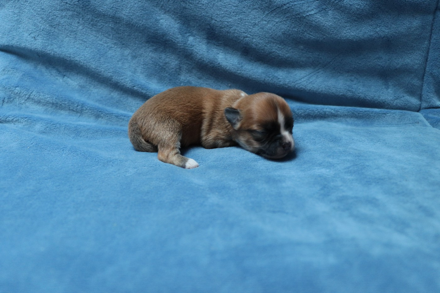 de la grande equinoxe - Chiots disponibles - Chihuahua