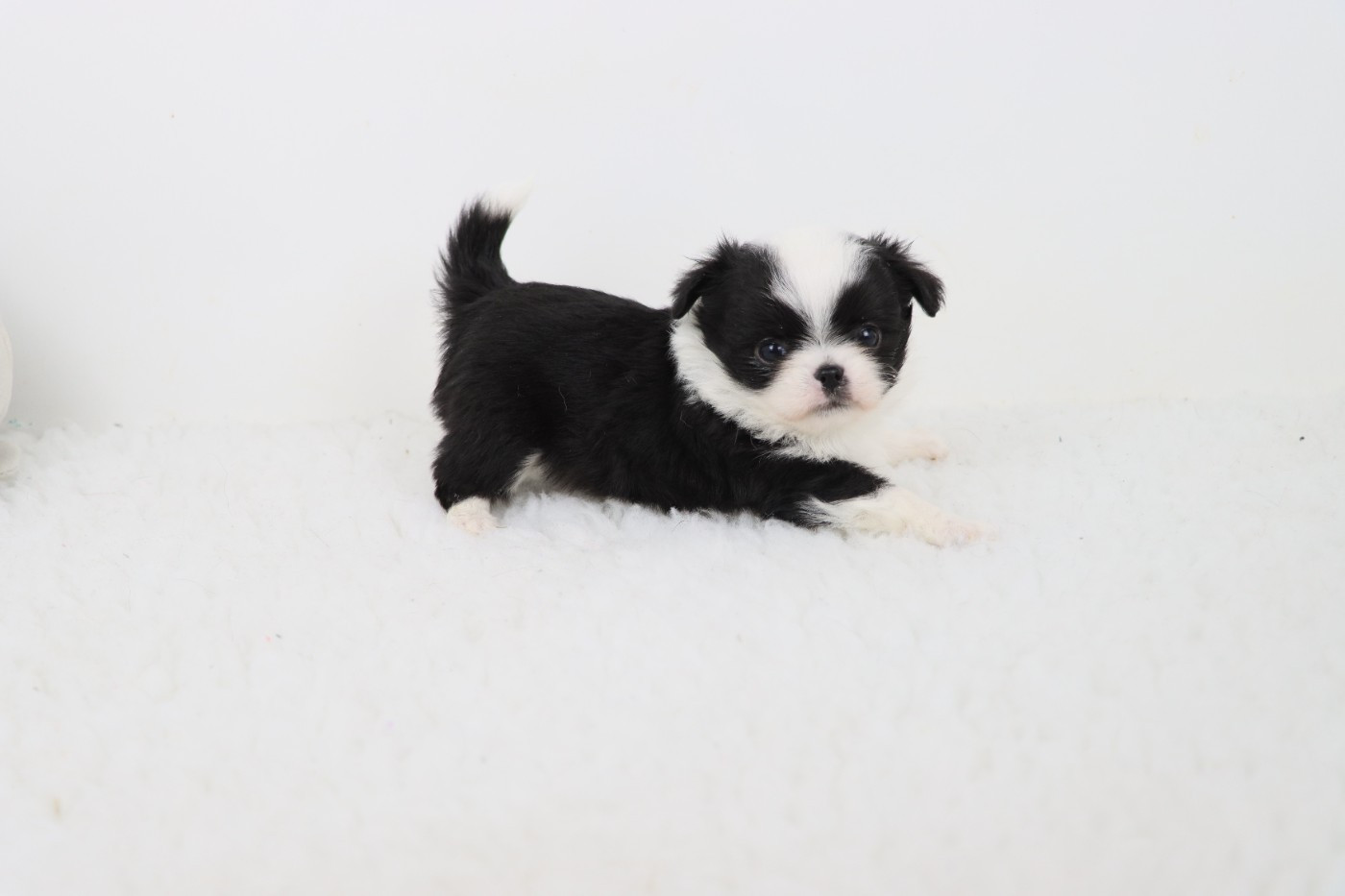 de la grande equinoxe - Chiots disponibles - Chihuahua