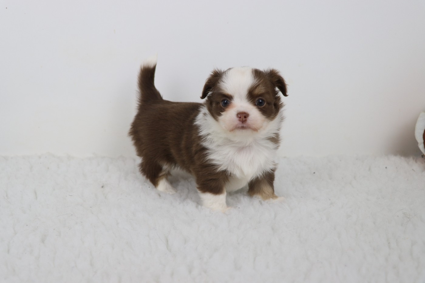 de la grande equinoxe - Chiots disponibles - Chihuahua