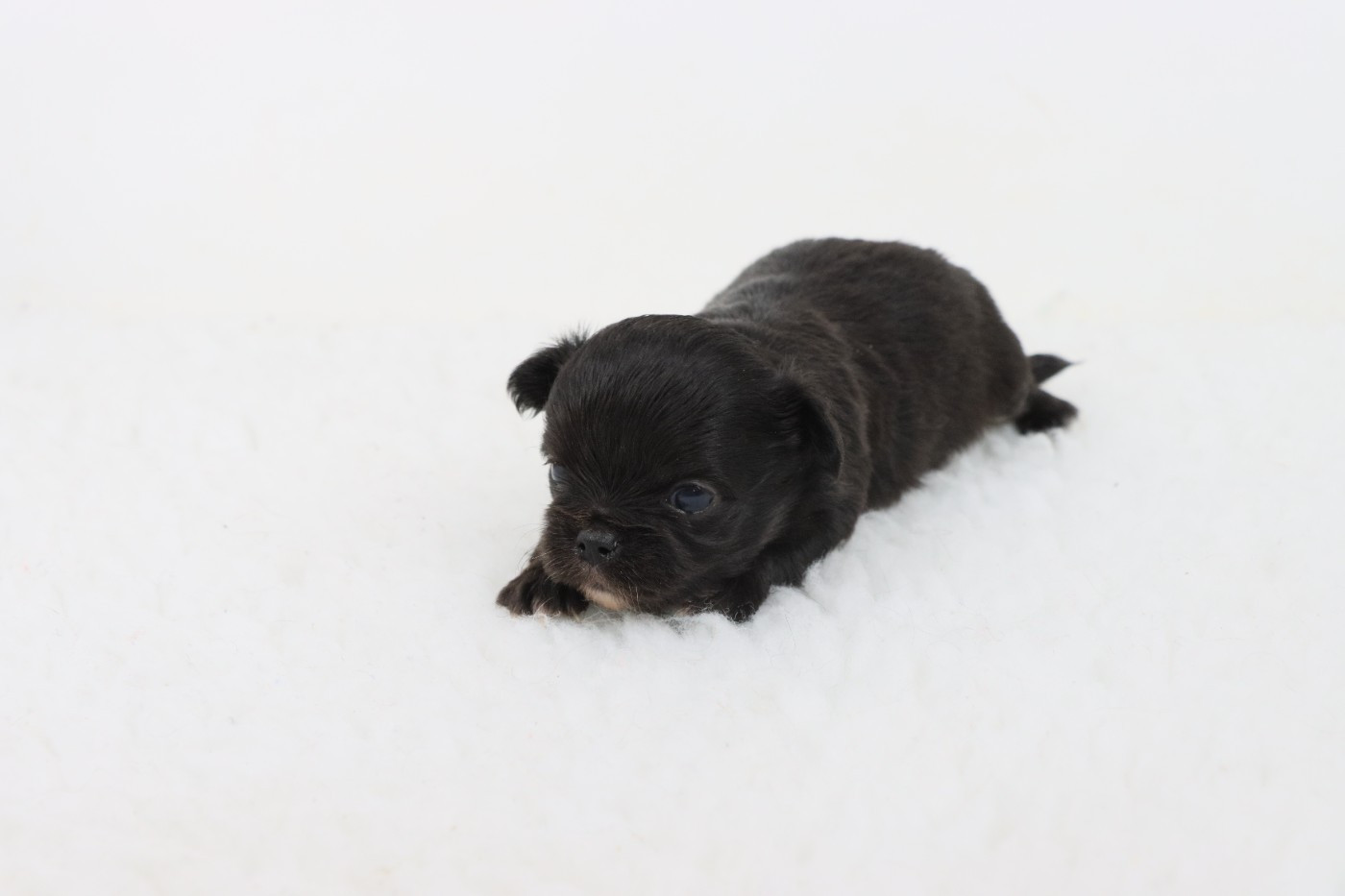 de la grande equinoxe - Chiots disponibles - Chihuahua
