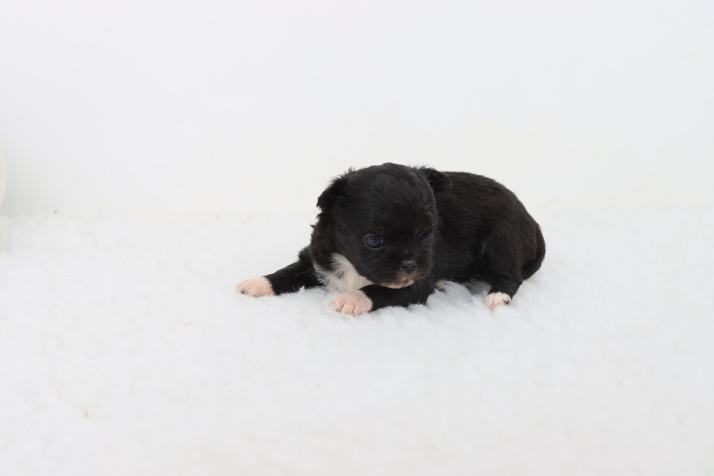 de la grande equinoxe - Chiots disponibles - Chihuahua