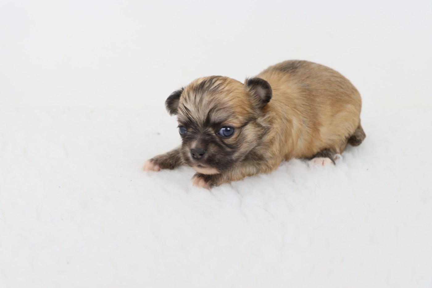de la grande equinoxe - Chiots disponibles - Chihuahua