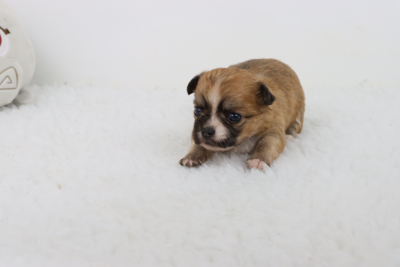 de la grande equinoxe - Chiots disponibles - Chihuahua