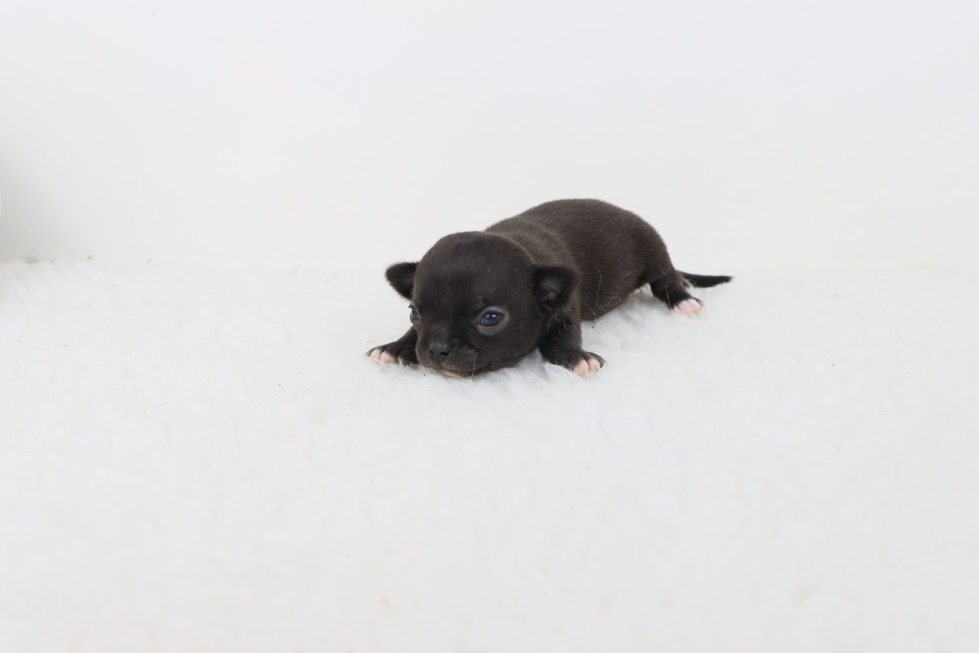 de la grande equinoxe - Chiots disponibles - Chihuahua