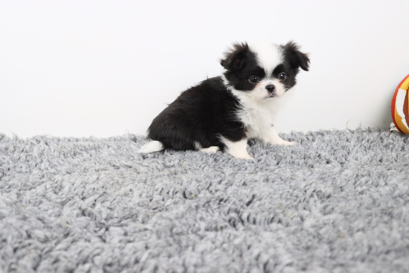 de la grande equinoxe - Chiots disponibles - Chihuahua