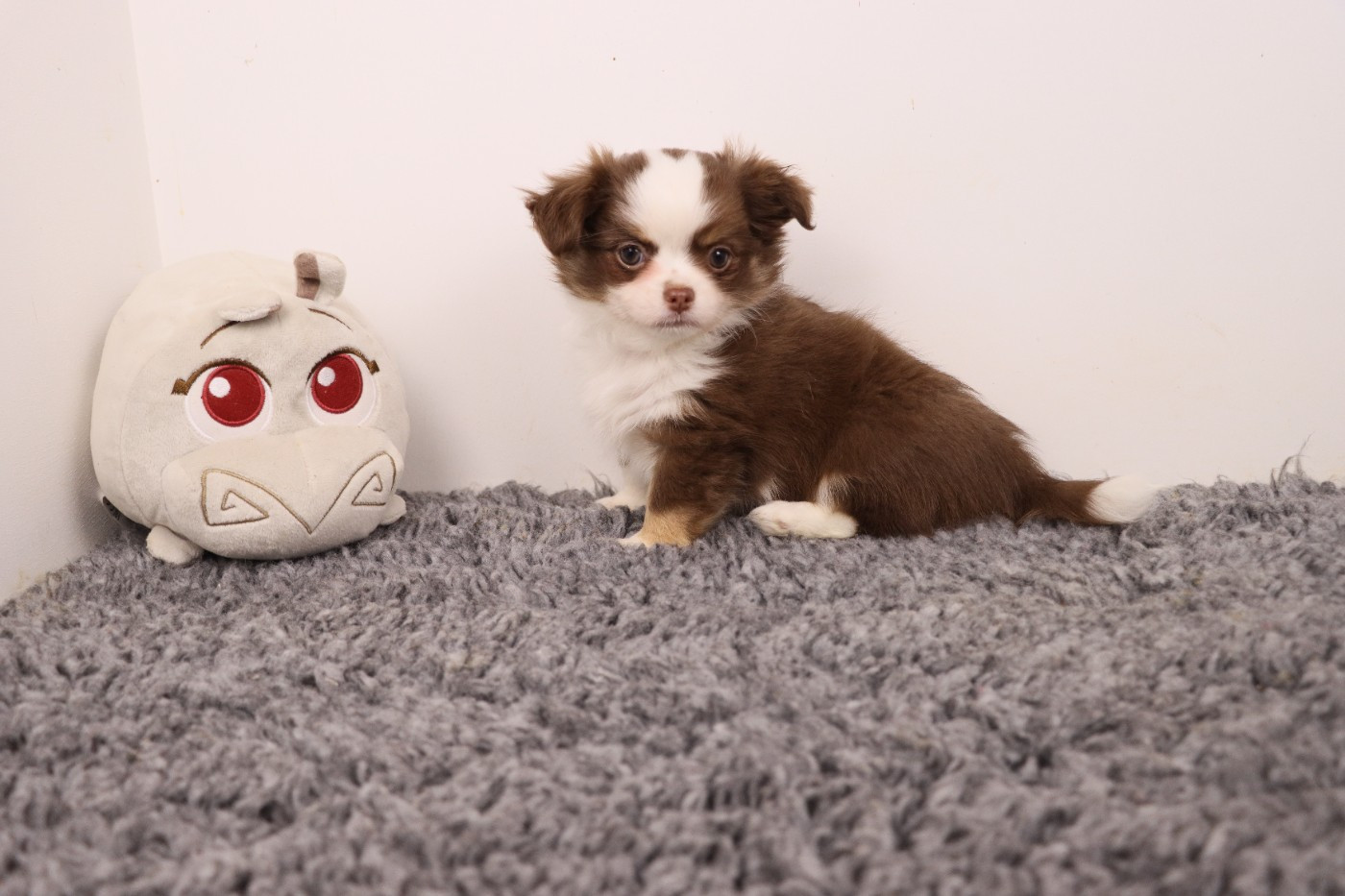 de la grande equinoxe - Chiots disponibles - Chihuahua