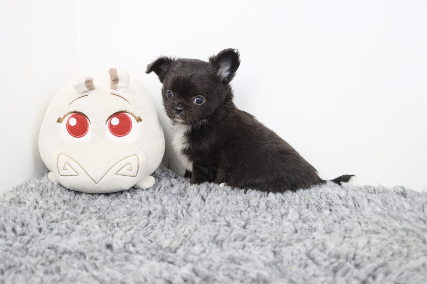 de la grande equinoxe - Chiots disponibles - Chihuahua