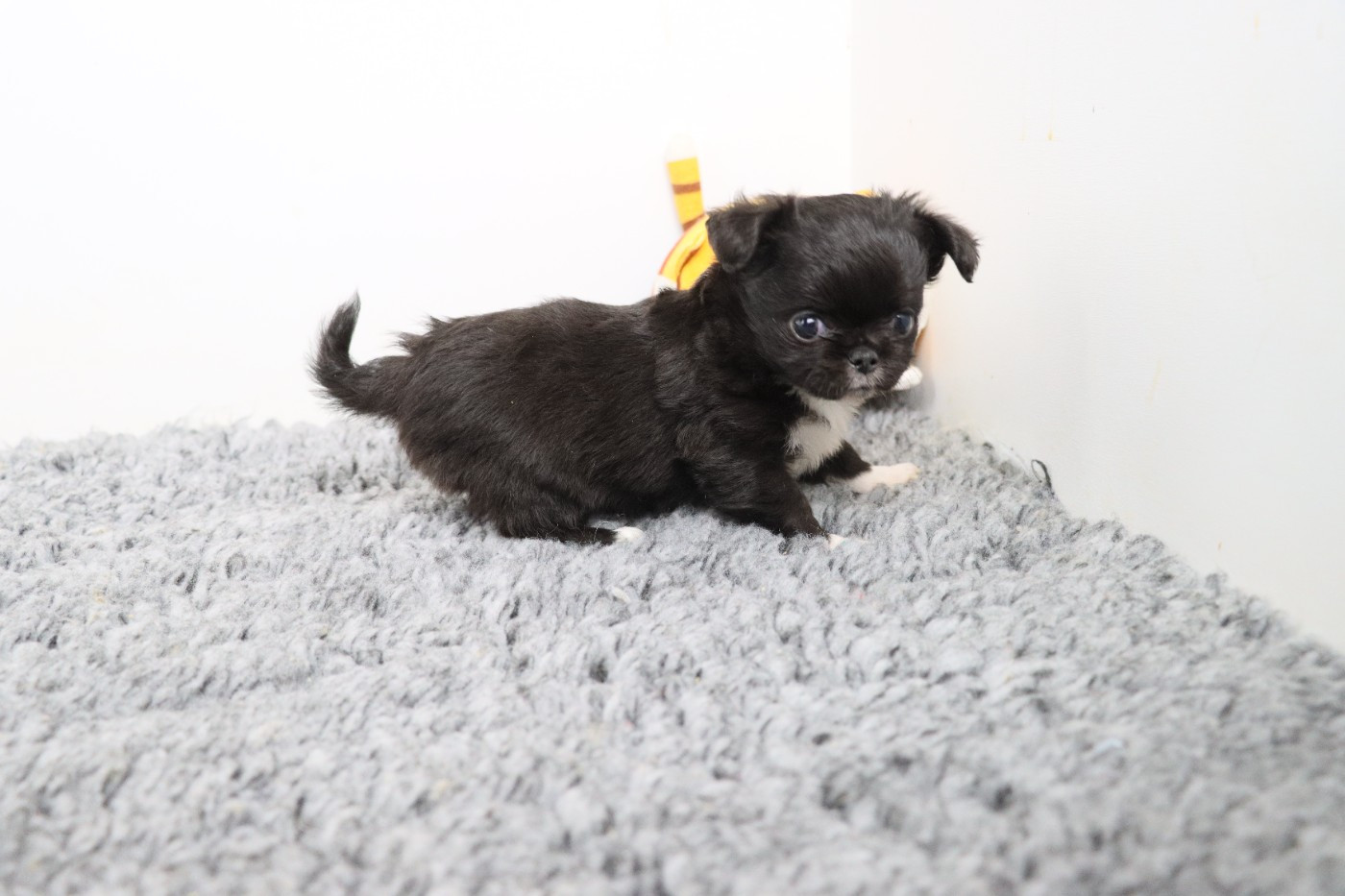 de la grande equinoxe - Chiots disponibles - Chihuahua