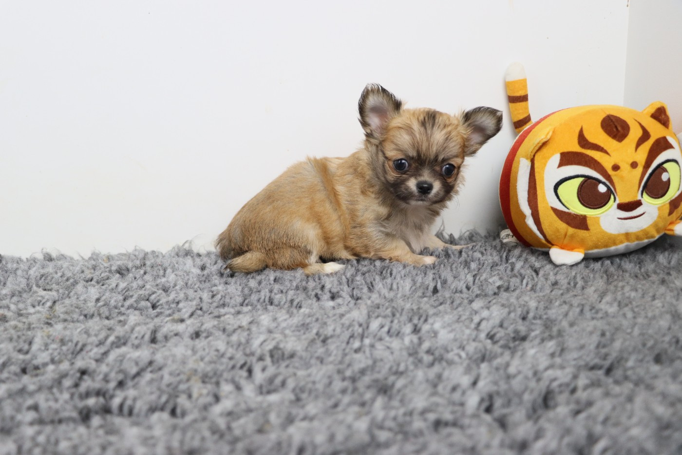 de la grande equinoxe - Chiots disponibles - Chihuahua