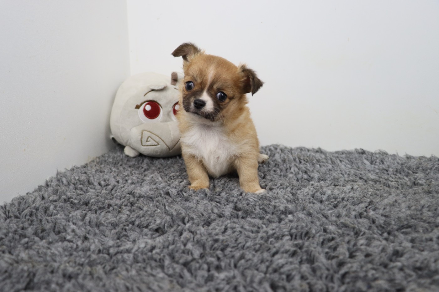 de la grande equinoxe - Chiots disponibles - Chihuahua