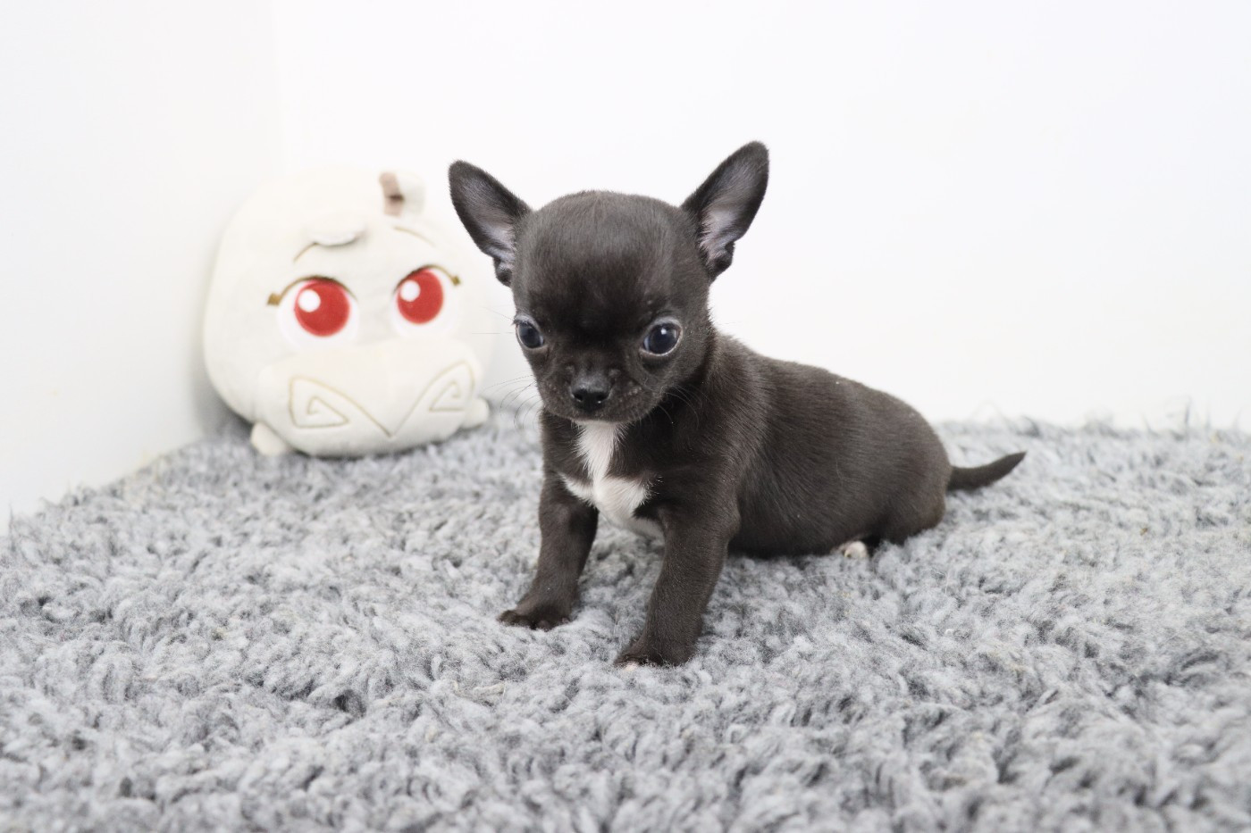 de la grande equinoxe - Chiots disponibles - Chihuahua