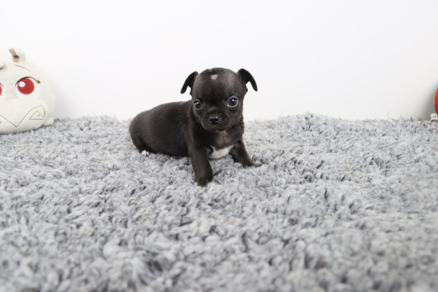 de la grande equinoxe - Chiots disponibles - Chihuahua