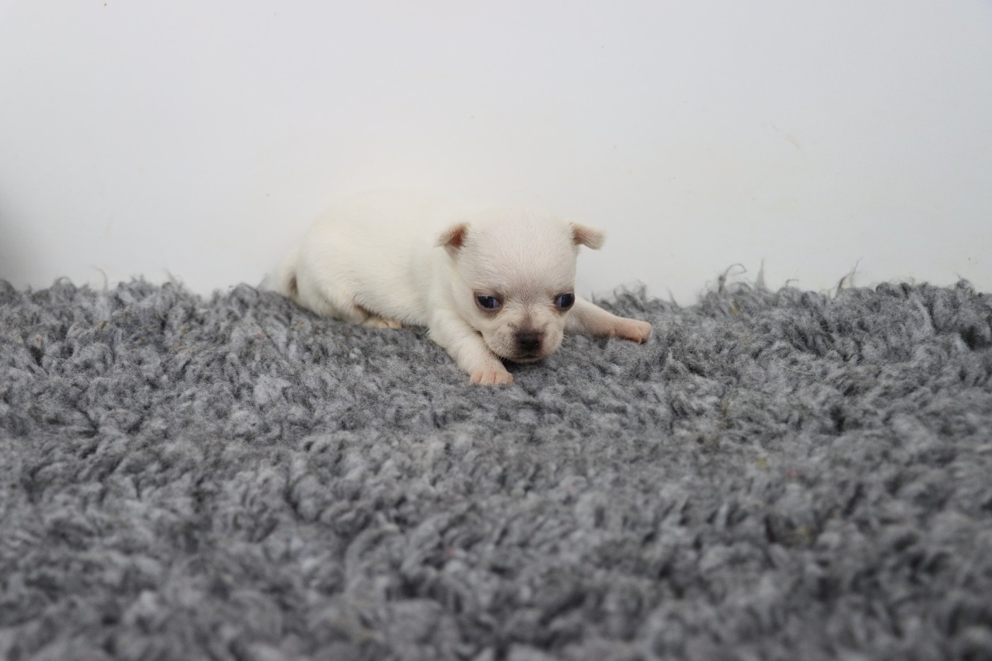 de la grande equinoxe - Chiots disponibles - Chihuahua